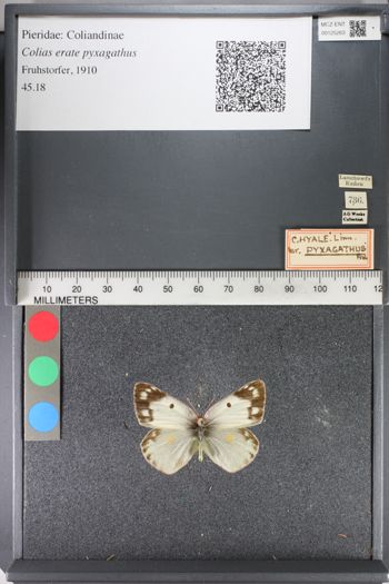 Media type: image;   Entomology 125263